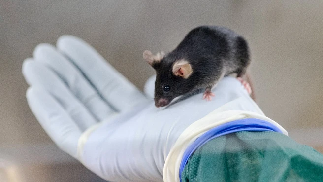 schwarze Maus sitzt auf Hand mit weißem Handschuh